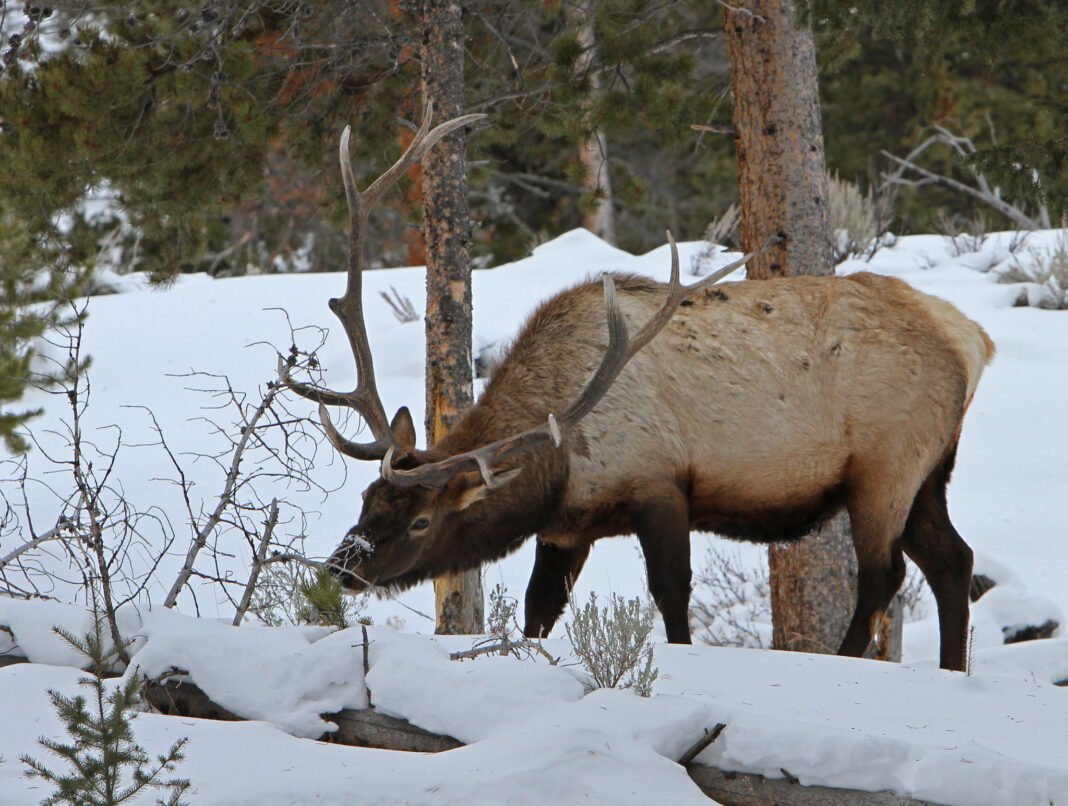 Brave Rescuers Save Bull Elk Trapped on Colorado Cliffside