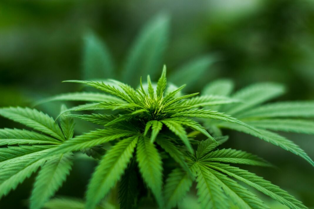 younger cannabis users younger cannabis users