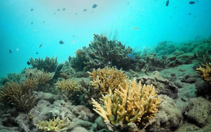 Save Coral Reefs