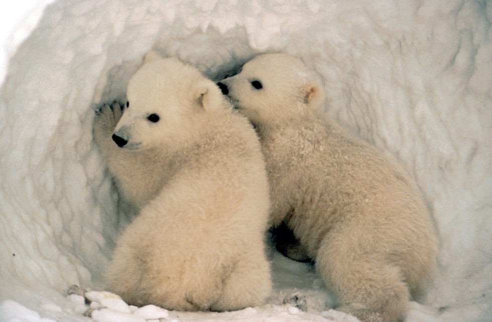 Polar Bear Cubs Emerging from Dens: Groundbreaking Study Captures Rare Footage Polar Bear Cubs Emerging from Dens: Groundbreaking Study Captures Rare Footage