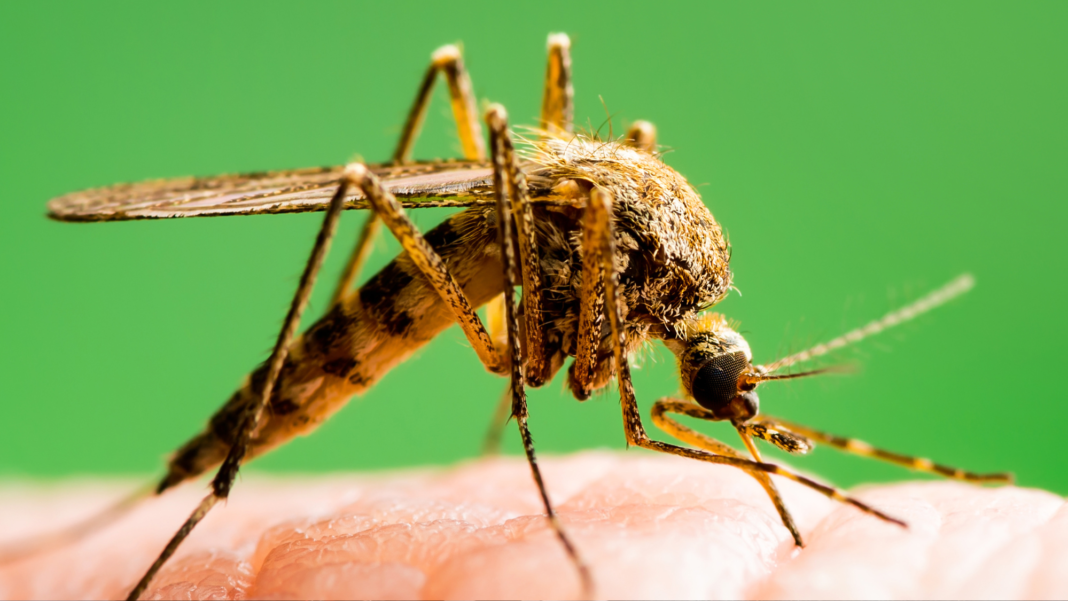 mosquito mosquito
