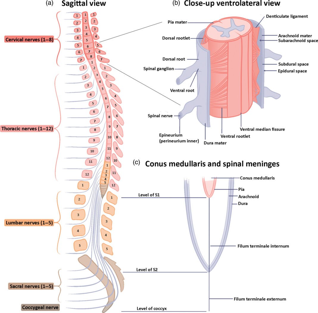 Spinal Cord