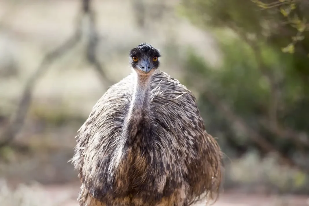 Emus Emus