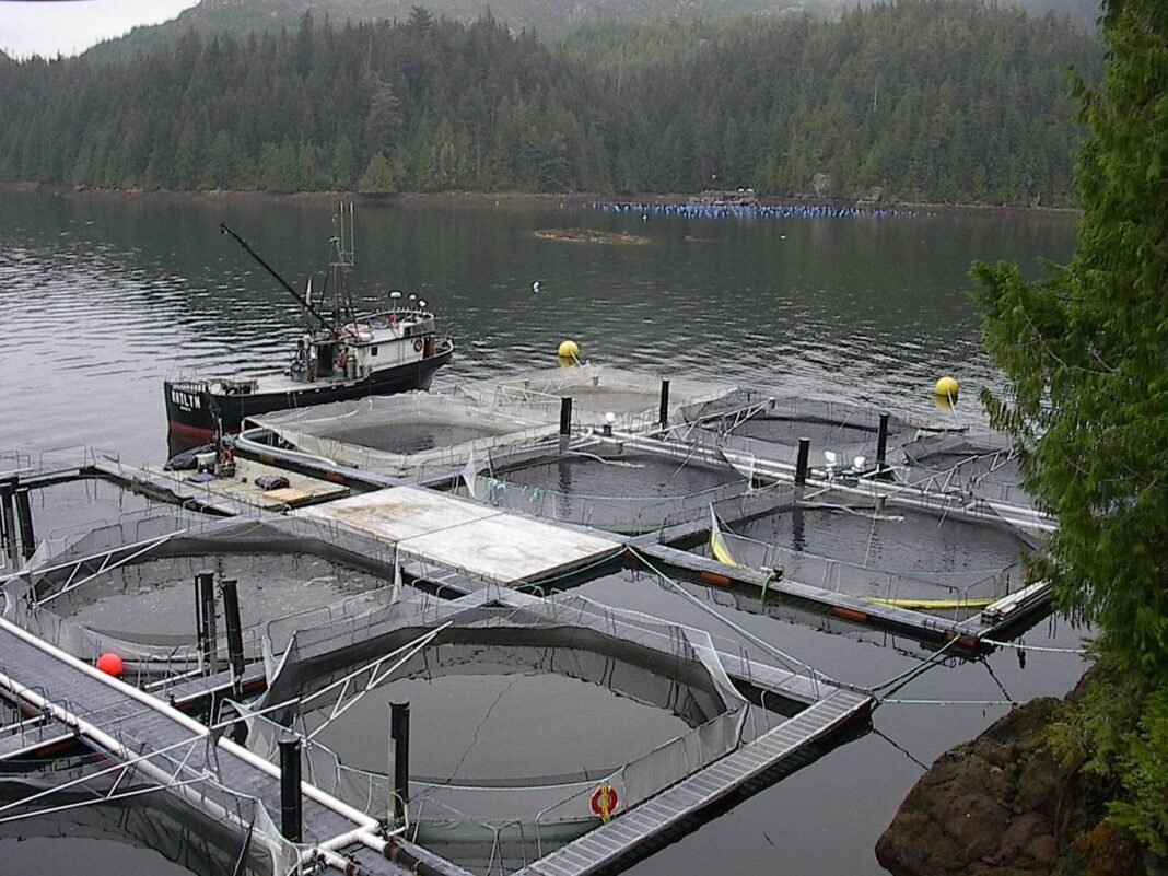 Salmon Farm