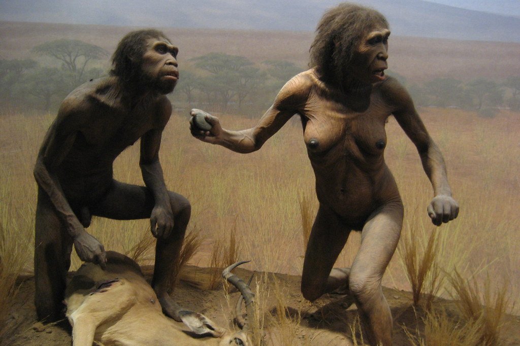 Human ancestors Human ancestors