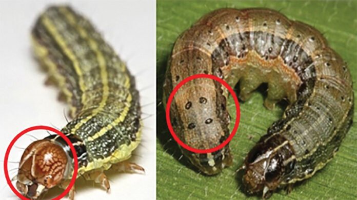 Fall Armyworm