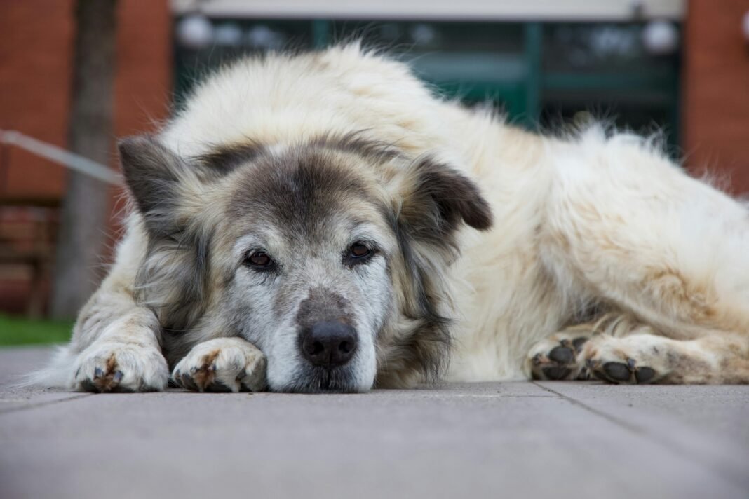 old dog old dog