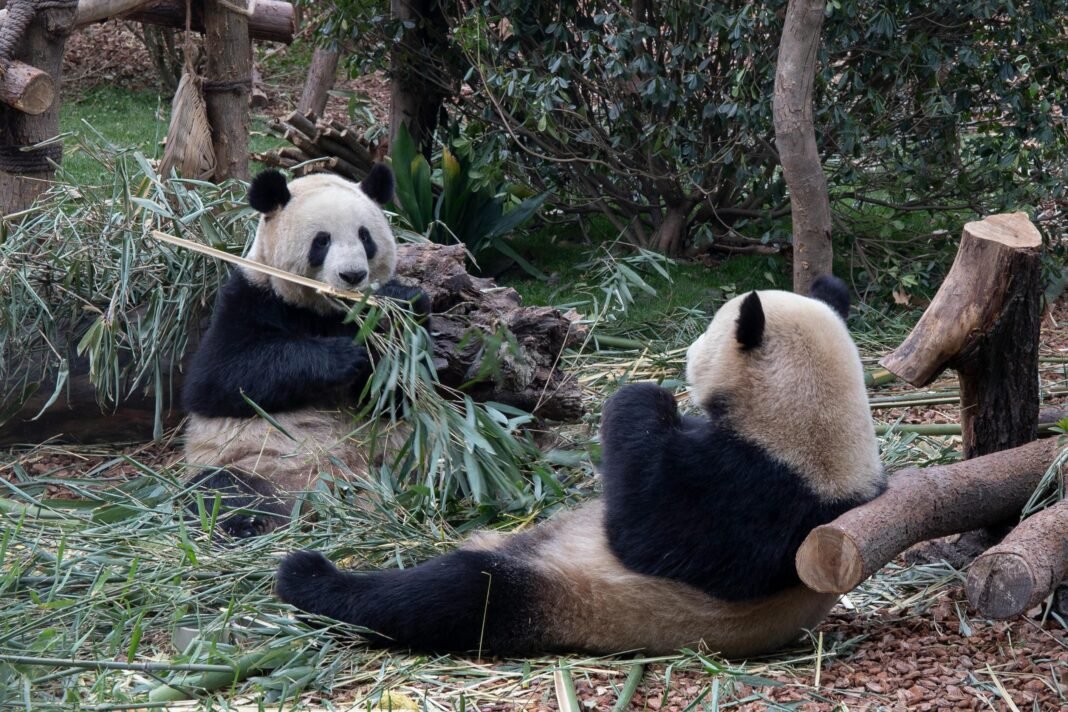 Pandas Pandas