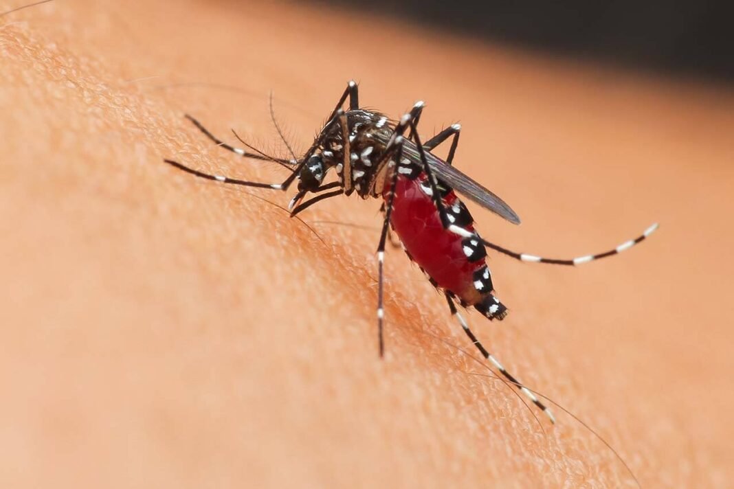 Mosquito Mosquito