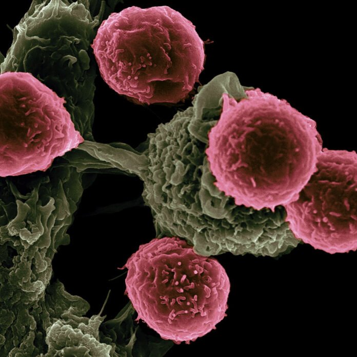 Cancer Immunotherapy