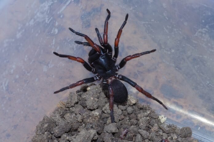 Wishbone Spiders