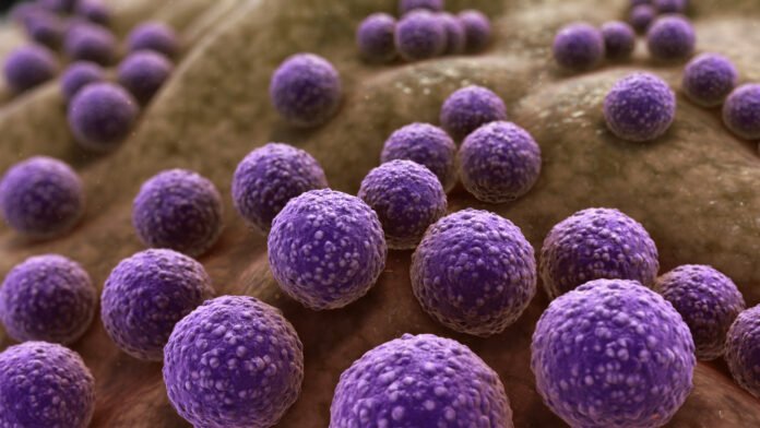 Bacteria
