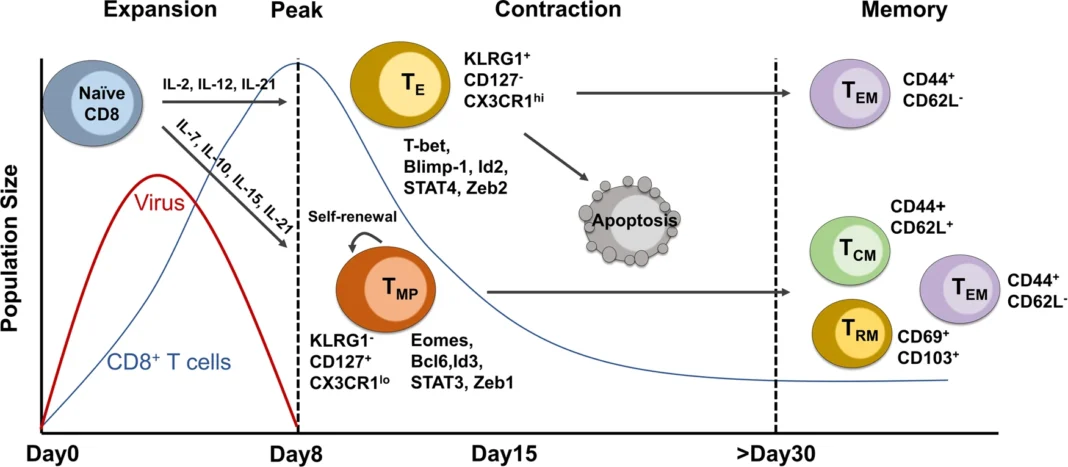 T Cell Exhaustion T Cell Exhaustion