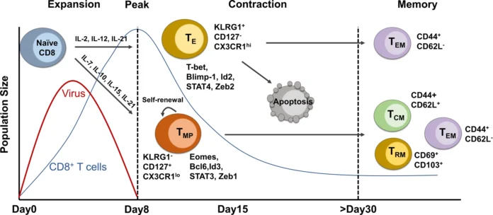T Cell Exhaustion