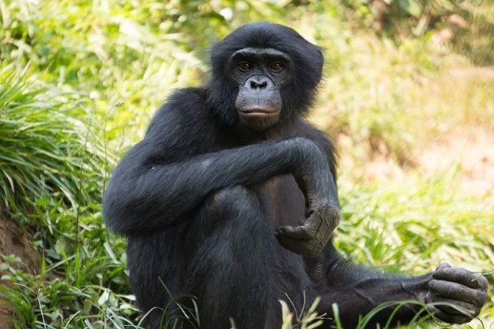 Great Ape Species