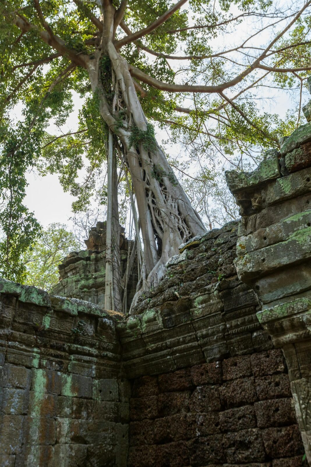 Ancient Roots of Plant Disease