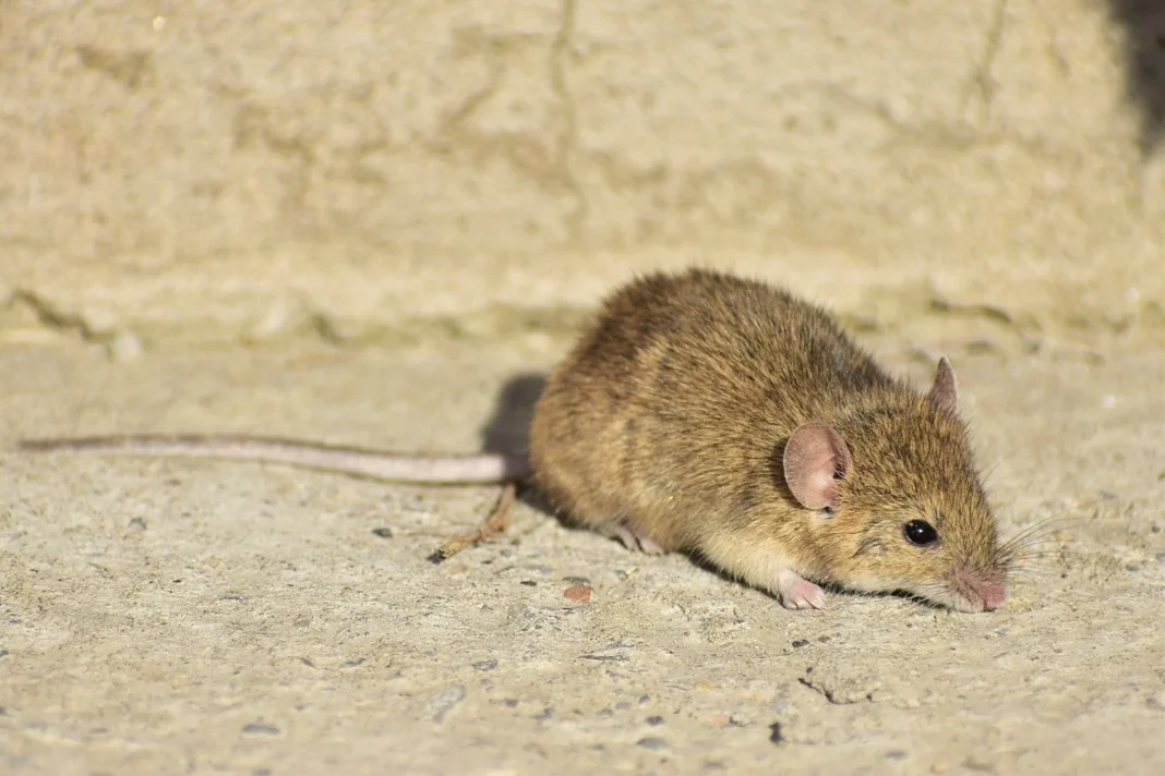 Mouse