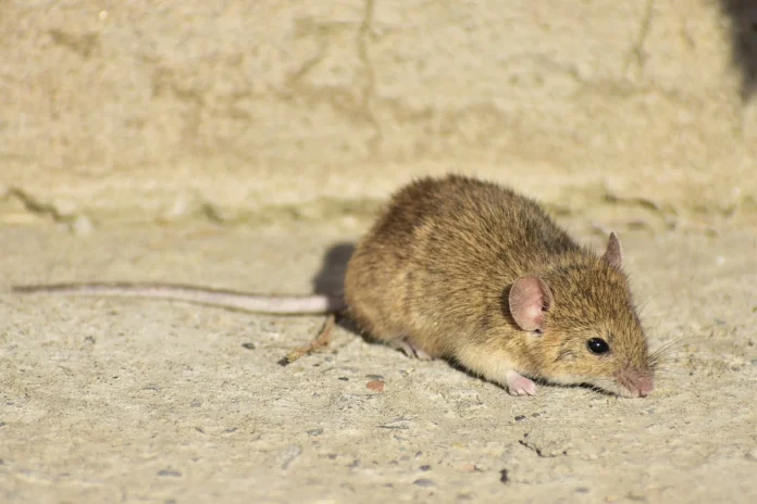Mouse