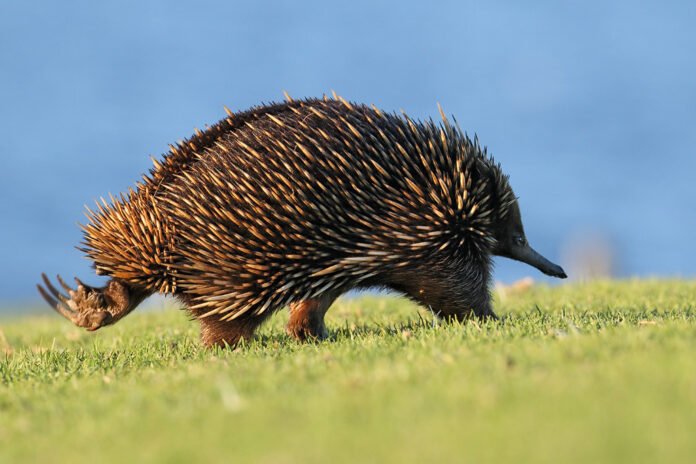 Echidna