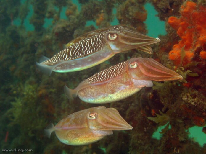 Cuttlefish