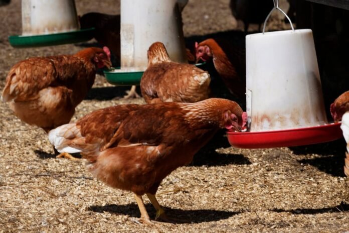 Bird Flu