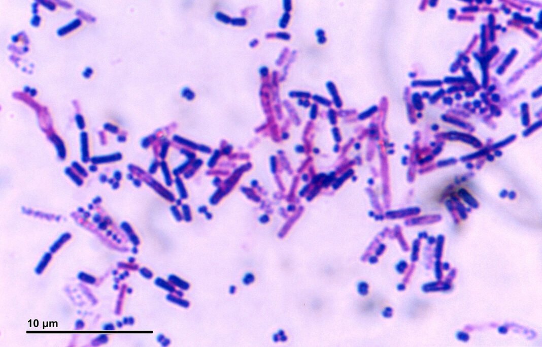 New Bacteria