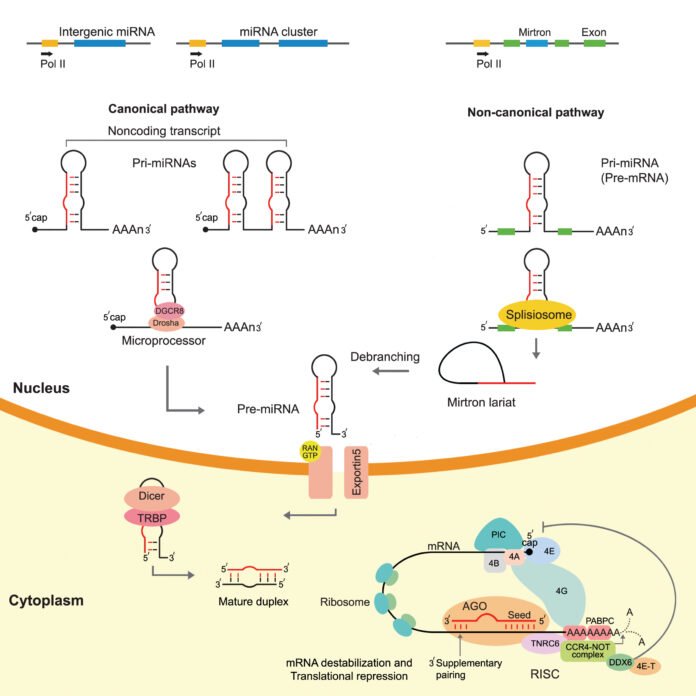MicroRNA