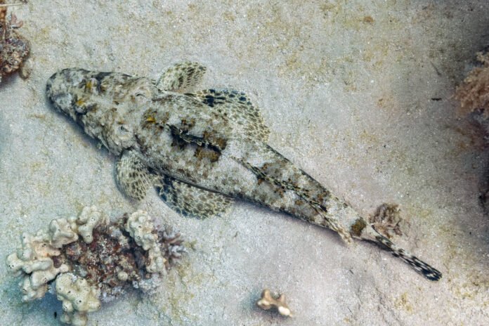Threaten Marine Life