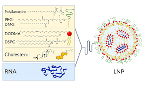 mRNA Transfection