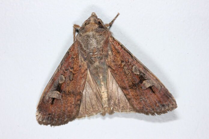 Bogong Moths