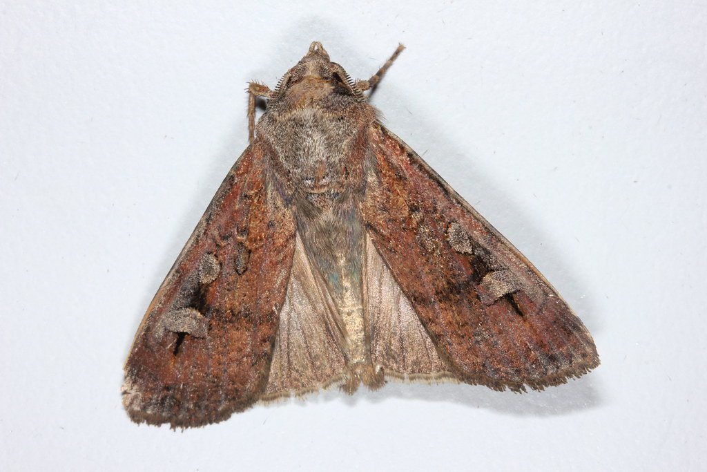 Bogong Moths Bogong Moths