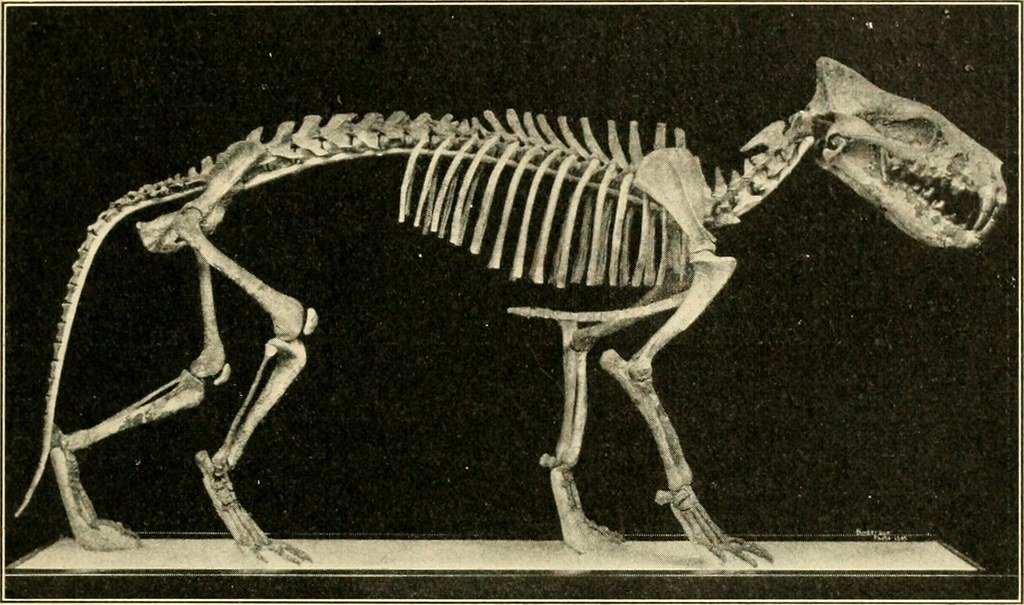Mammal Ancestors Mammal Ancestors