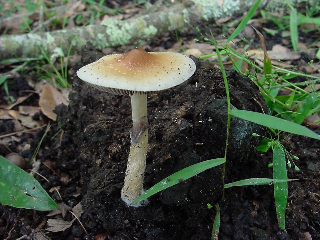 Psilocybin Psilocybin