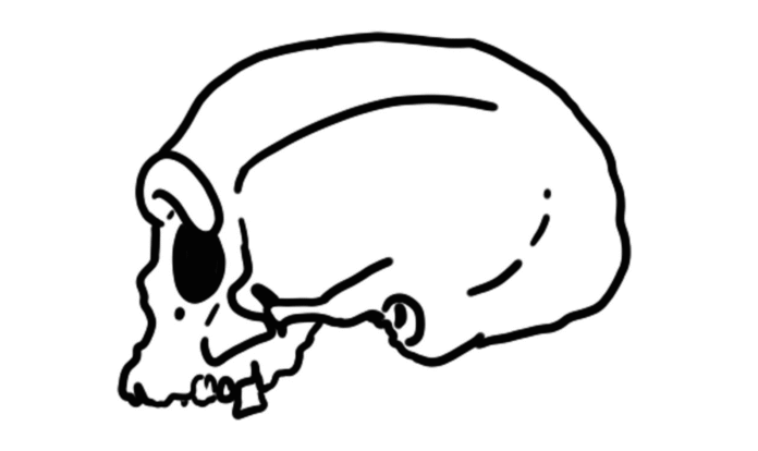 Harbin Skull
