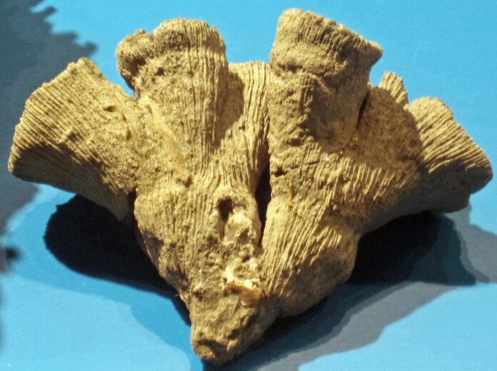 Fossil Corals