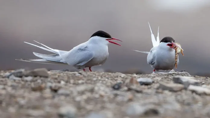 Birds Nested in the Arctic
