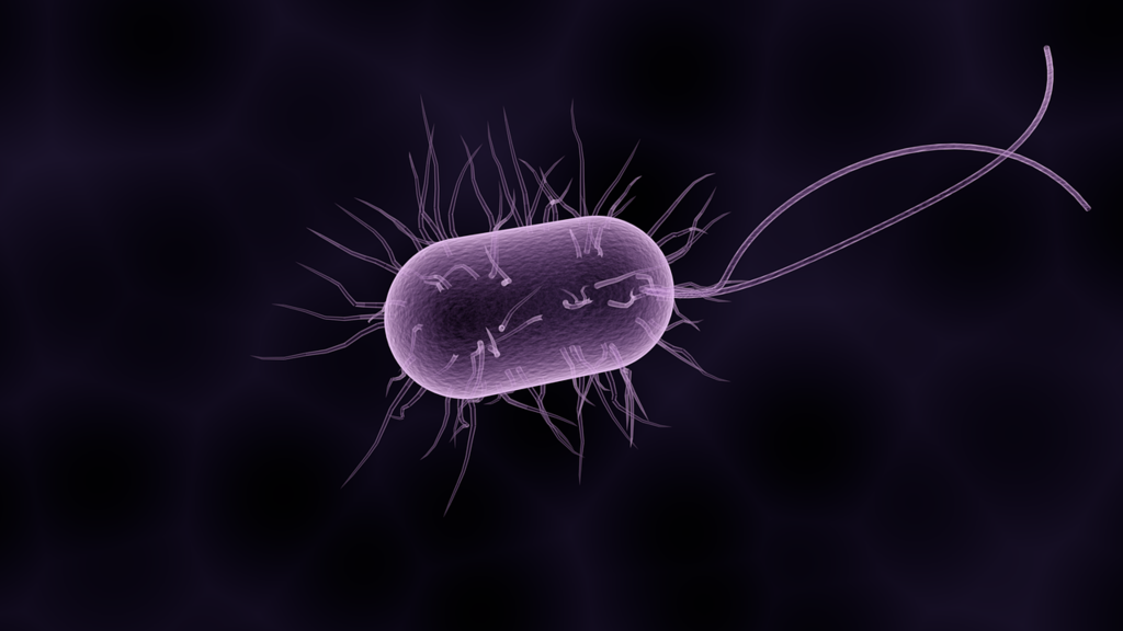Bacteria Bacteria