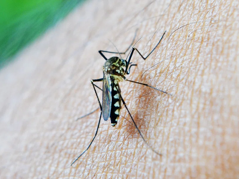 Asymptomatic Malaria Asymptomatic Malaria