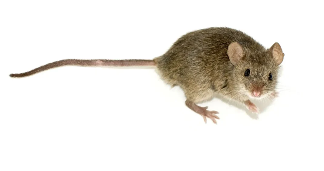 Mice