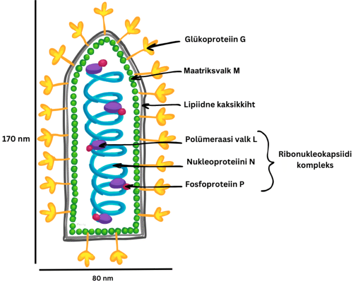Lyssavirus