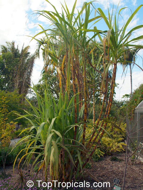 Sugar: Plants