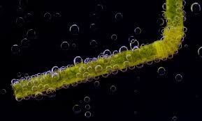 Plankton